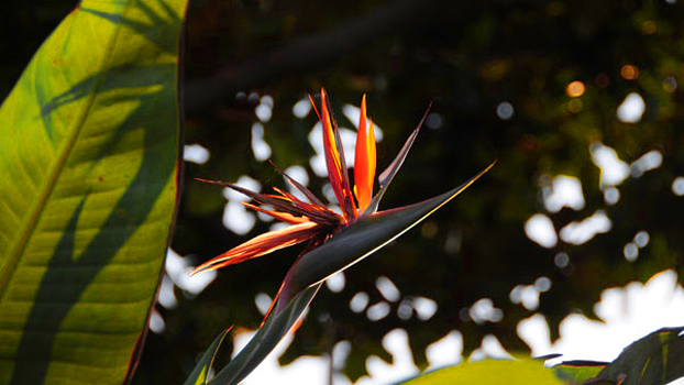birdofparadise.jpg
