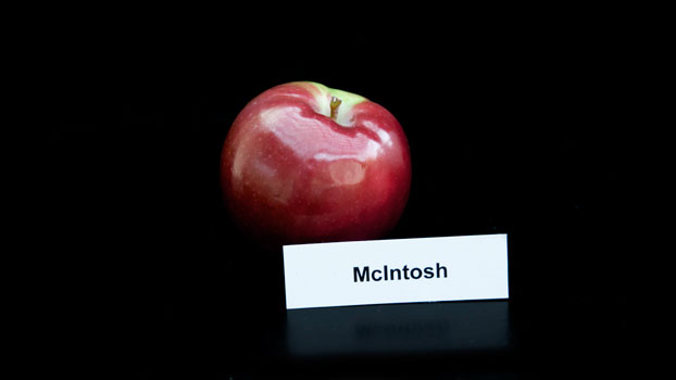 DSC_2948-mcintosh DSC_2948-mcintosh