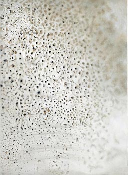 Celmins shell.jpg Celmins shell.jpg