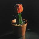 Thumbnail of image Grafted Cactus